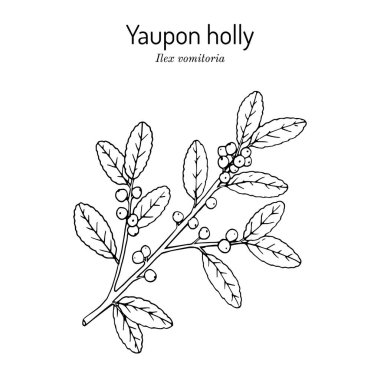 Yaon Holly Ilex kusma ağacı dalı