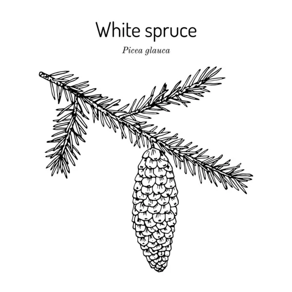 White or Black Hills spruce Picea glauca — Stock Vector