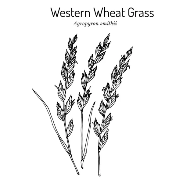 Westelijk tarwegras Agropyron smithii, prairiegras — Stockvector