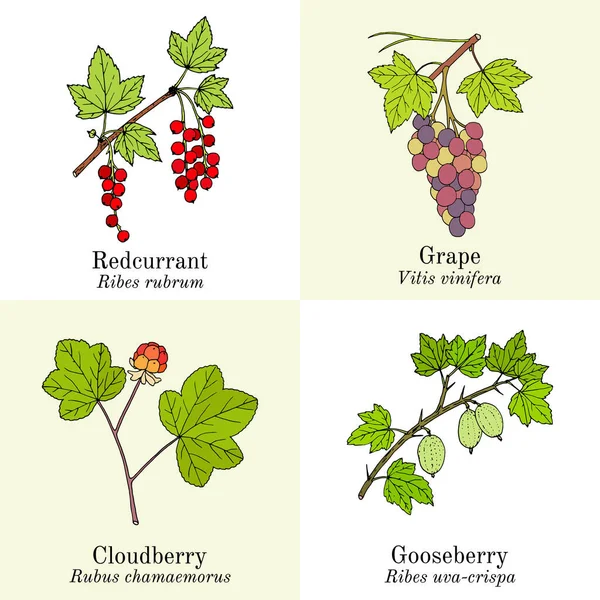 一套可食用及药用的浆果植物 — 图库矢量图片