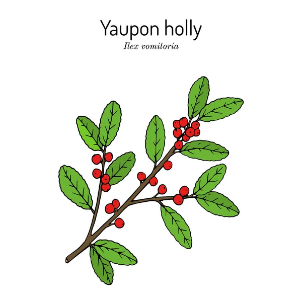 Yaupon holly Ilex vomitoria Zweig — Stockvektor