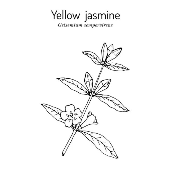 Jaune jessamine Gelsemium sempervirens, plante médicinale — Image vectorielle