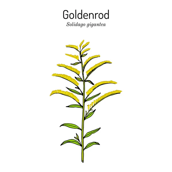 Goldenrod Solidago gigantea, pianta medicinale — Vettoriale Stock