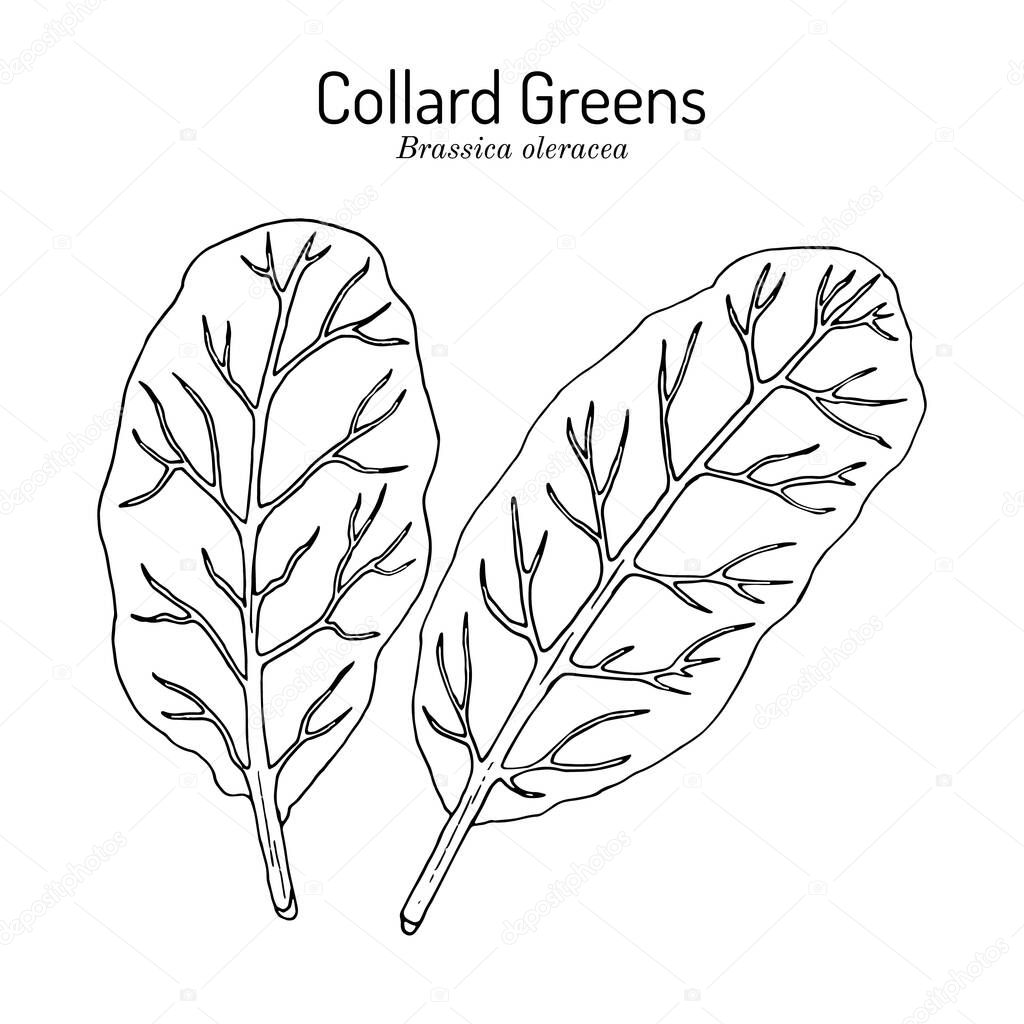Collard greens Brassica oleracea , South Carolina State Vegetable