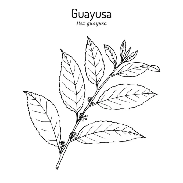 Guayusa Ilex guayusa , edible and medicinal plant — Stock Vector