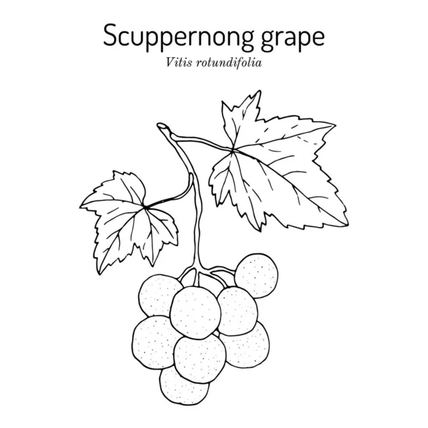 Uva spinosa, Vitis rotundifolia, ramo con foglie e frutti — Vettoriale Stock