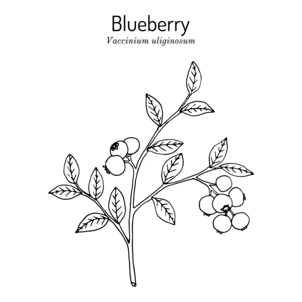 Bog blueberry, Vaccinium uliginosum, cabang dengan daun dan buah - Stok Vektor