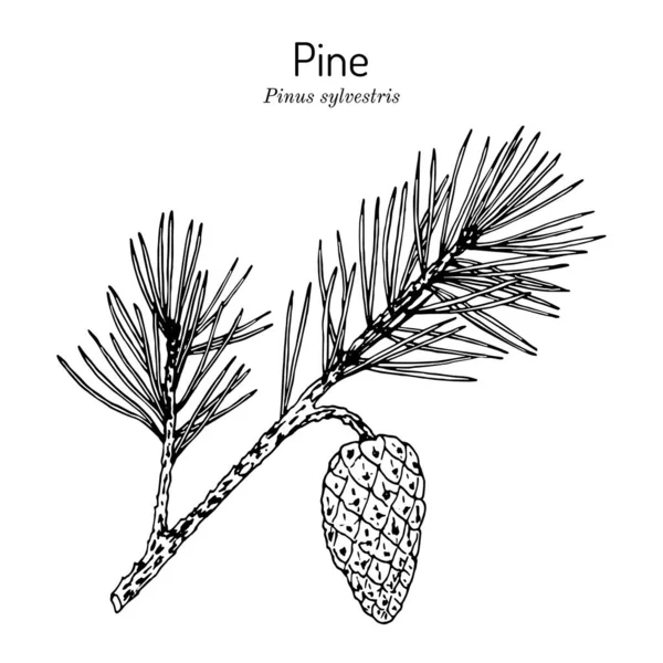 Pinus sylvestris albero. Ramo, pino e coni in nero isolato su sfondo bianco — Vettoriale Stock