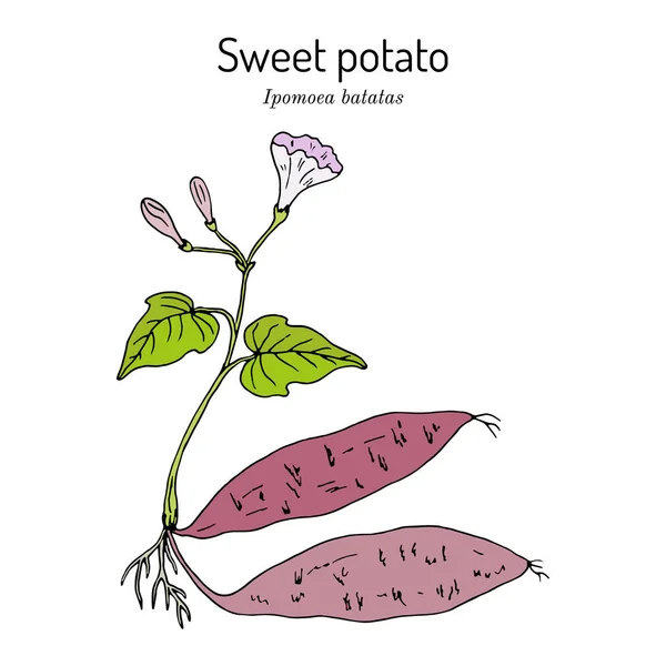 Sweet Brambory ipomoea batatas — Stockový vektor