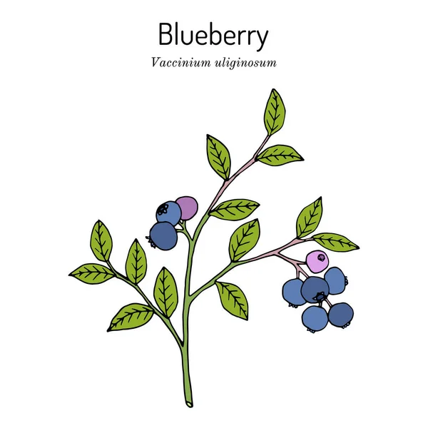 Arándano de pantano, Vaccinium uliginosum, rama con hojas y fruta — Vector de stock