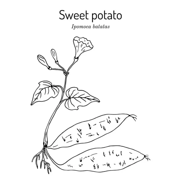 Sweet Brambory ipomoea batatas — Stockový vektor