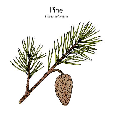 Pine Pinus Sylvestris, Kuzey Carolina eyalet ağacı.