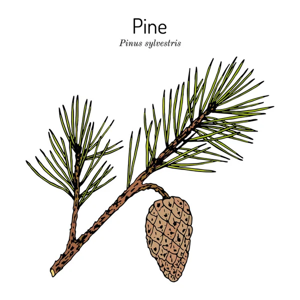 Pine Pinus Sylvestris, Kuzey Carolina eyalet ağacı. — Stok Vektör