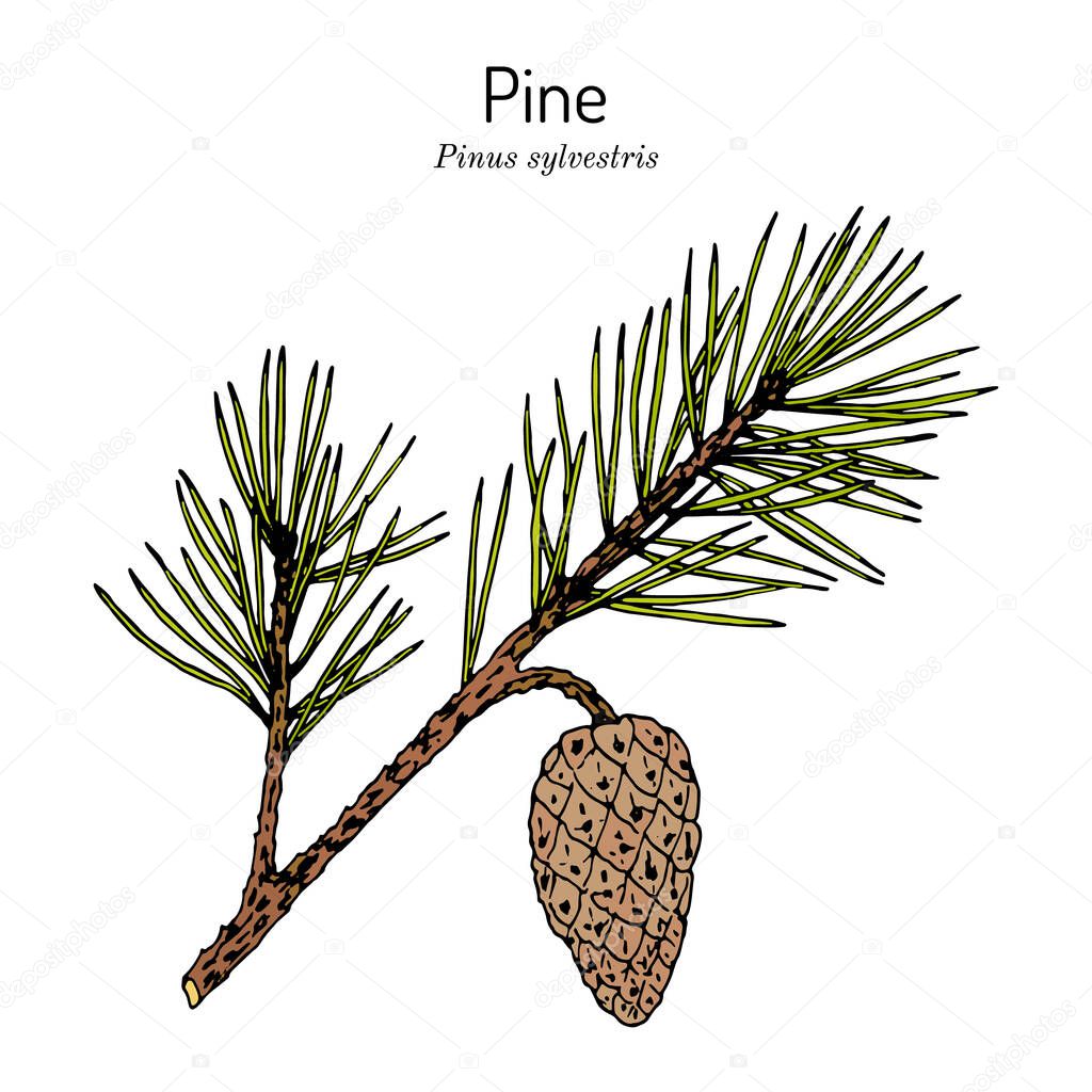 Pine Pinus sylvestris , state tree of North Carolina
