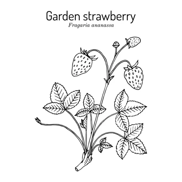 Truskawki ogrodowe Fragaria ananassa roślin — Wektor stockowy