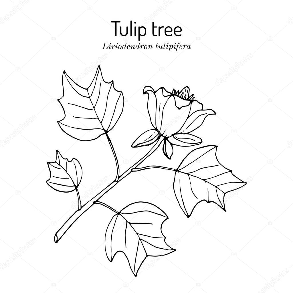 American tuliptree, or tulip poplar liriodendron tulipifera , state tree of Kentucky