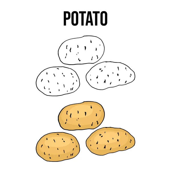 Kartoffelknollengemüse auf weißem Hintergrund — Stockvektor