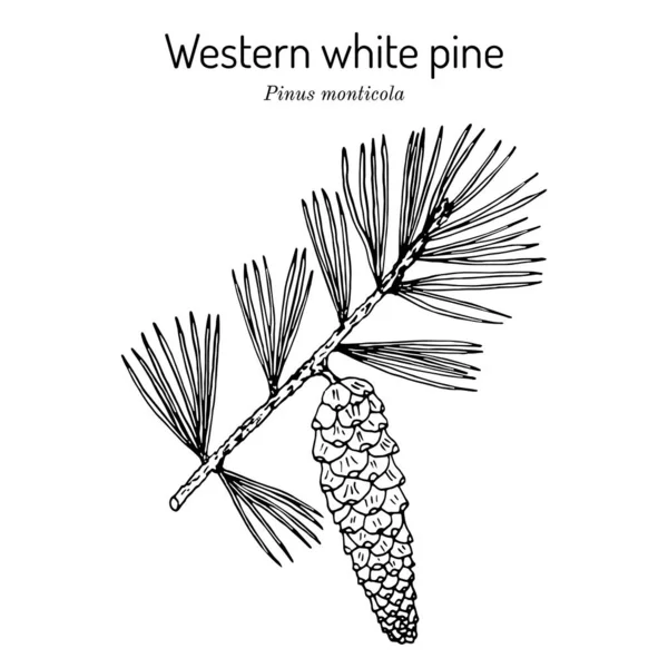 Pino bianco occidentale Pinus monticola, albero di stato dell'Idaho — Vettoriale Stock