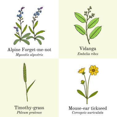 Yenilebilir ve tıbbi bitkiler.