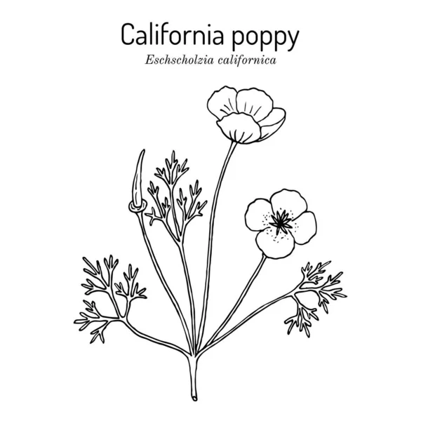 Golden poppy, or cup of gold Eschscholzia californica , State Flower of California — Stock Vector