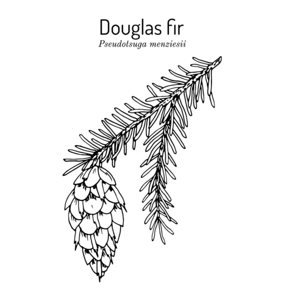 Douglas-fir Pseudotsuga menziesii, pohon negara Oregon Grafik Vektor
