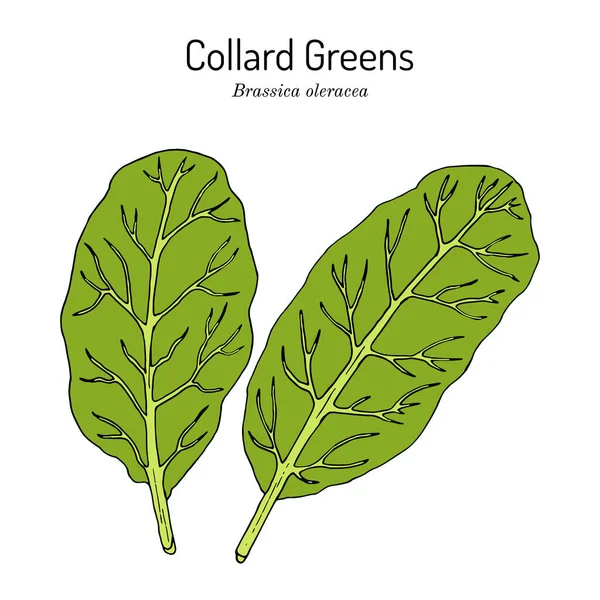 Collard greds Brassica oleracea, South Carolina State Vegetable — 스톡 벡터