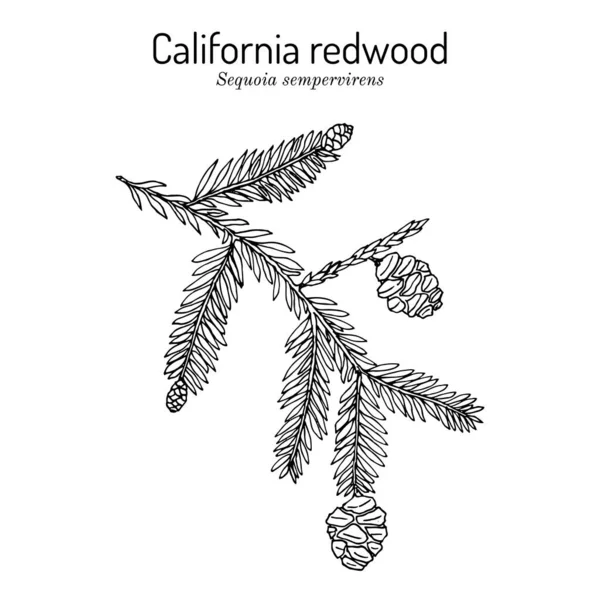 Sequoia sempervirens, árvore de estado de Californi —  Vetores de Stock