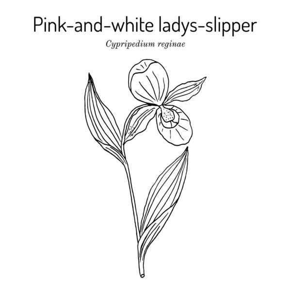 Queens ladys-slipper Cypripedium reginae, flor del estado de Minnesota — Vector de stock