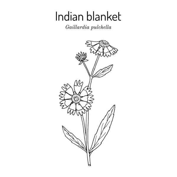 Firewheel, ou couverture indienne, ou sundance gaillardia pulchella, la fleur sauvage officielle de l'État de l'Oklahoma — Image vectorielle
