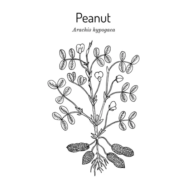 Amendoim ou amendoim Arachis hypogaea — Vetor de Stock