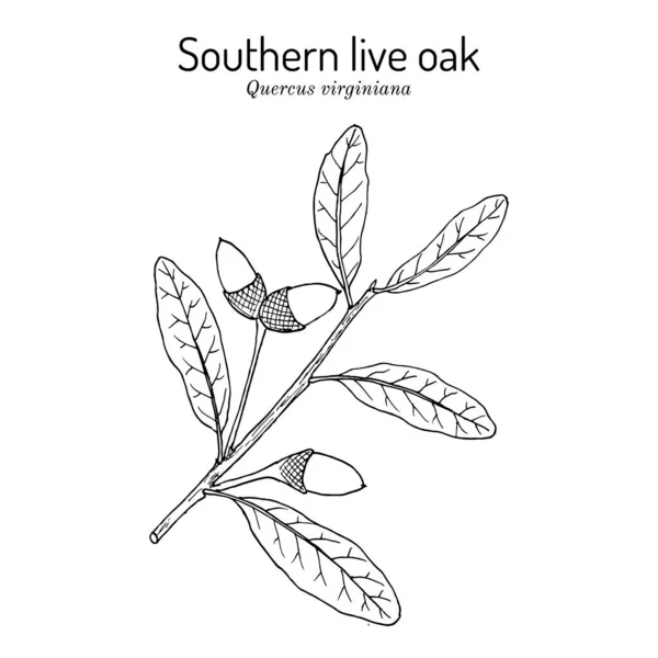 Southern live oak Quercus virginiana , state tree of Georgia — Stock Vector