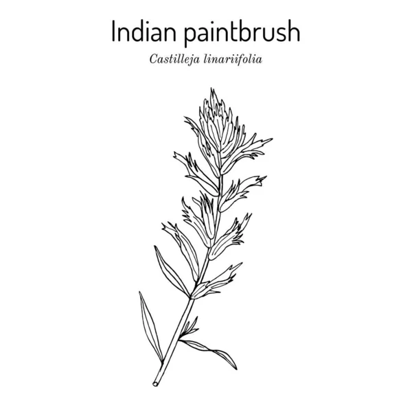 Indian Paintbrush Castilleja linariaefolia , Official State Flower of Wyoming — Stock Vector