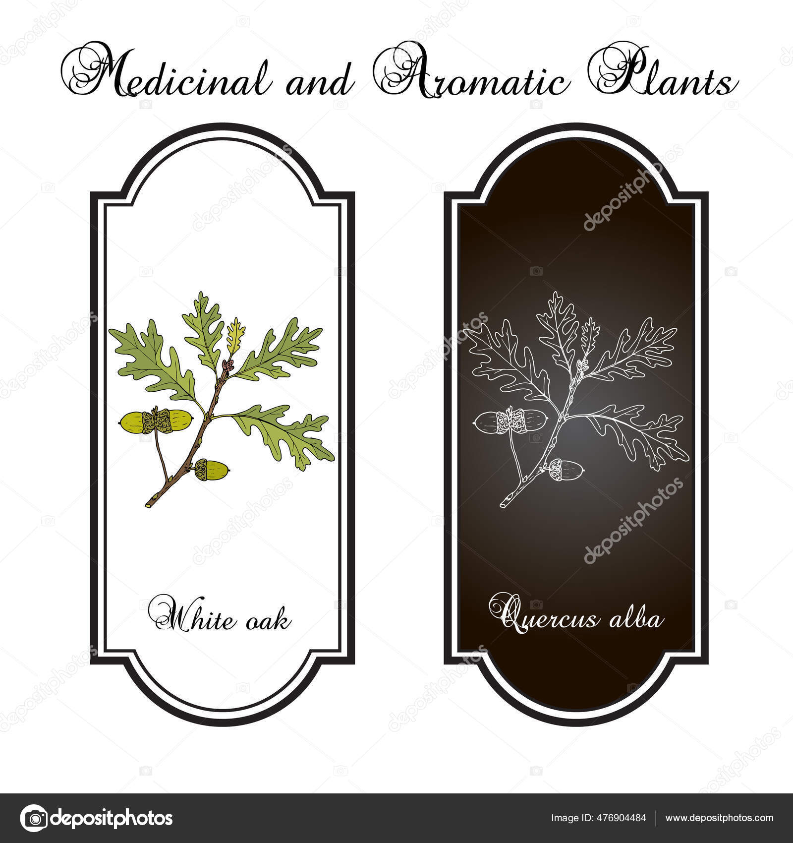 White oak Quercus alba , medicinal plant Stock Vector Image by ©Foxyliam 476904484