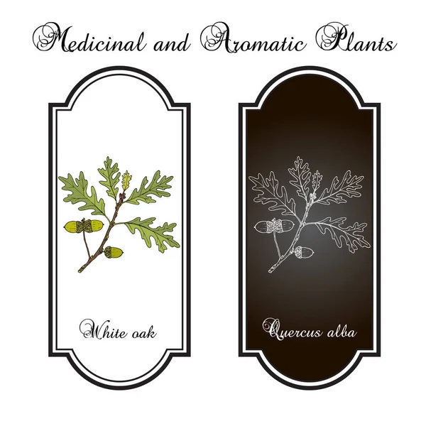Roble blanco Quercus alba, planta medicinal — Vector de stock