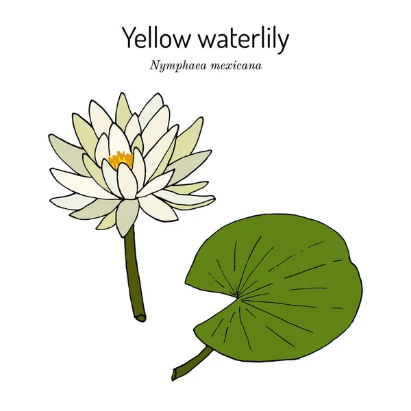 Lirio acuático amarillo o mexicano Nymphaea mexicana, planta acuática, — Vector de stock