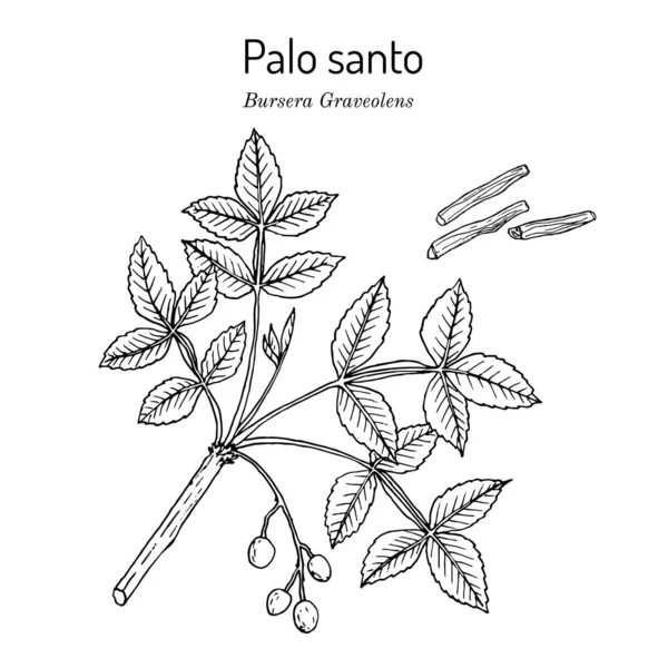 Palo santo, o palo santo Bursera graveolens, árbol silvestre de los bosques tropicales — Archivo Imágenes Vectoriales