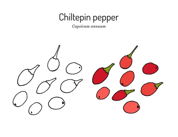 Dwarf Chiltepin Capsicum annuum , official State Native Pepper of Texas — стоковий вектор