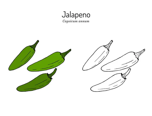 Jalapeno Capsicum annuum, 텍사스의 공식 주 페퍼 — 스톡 벡터