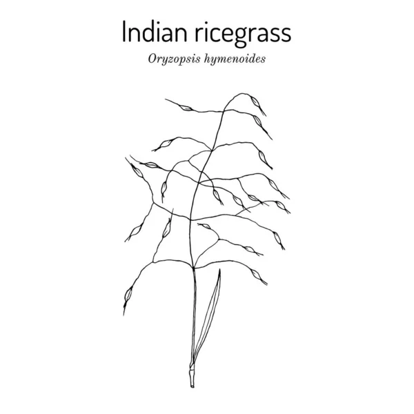 Indisches Reis- oder Sandreisgras Oryzopsis hymenoides — Stockvektor