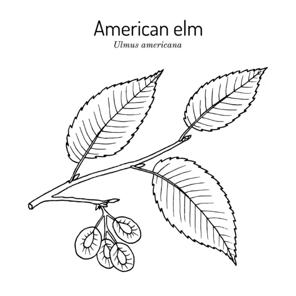 Amerikanische Ulme oder Ulmus americana, der offizielle Staatsbaum von North Dakota — Stockvektor