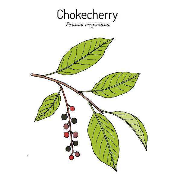 Chokecherry Prunus virginiana el fruto oficial del estado de Dakota del Norte — Archivo Imágenes Vectoriales