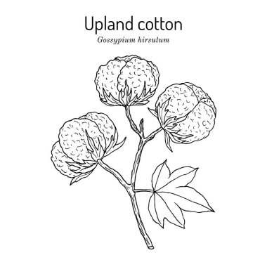 Yukarı ya da Meksika pamuğu Gossypium hirsutum 