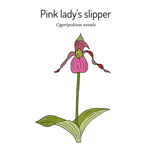 Pink or stemless ladys-slipper Cypripedium acaule , state wild flower of New Hampshire — Stock Vector