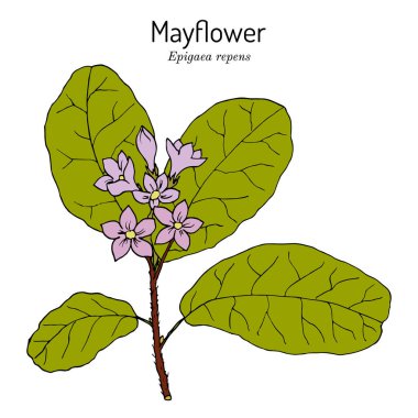 Mayflower ya da takip eden Arbutus Epigaea tövbe eder, Massachusetts 'in devlet çiçeği.