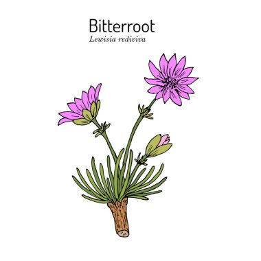 Bitterroot Lewisia rediviva, Montana Devlet Çiçeği