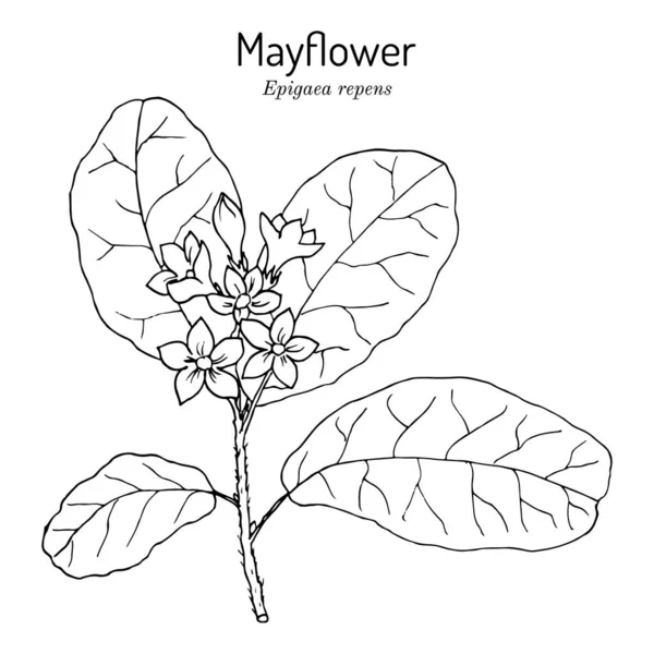 Mayflower or trailing arbutus Epigaea repens , state flower of Massachusetts — Stock Vector