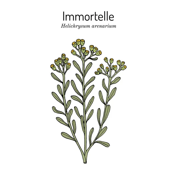 Immortelle Helichrysum arenarium, or dwarf everlast , medicinal plant — Stock Vector