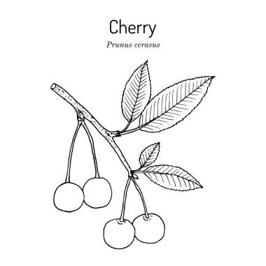 Ekşi Kiraz veya Prunus cerasus, Utah 'ın resmi devlet meyvesi.