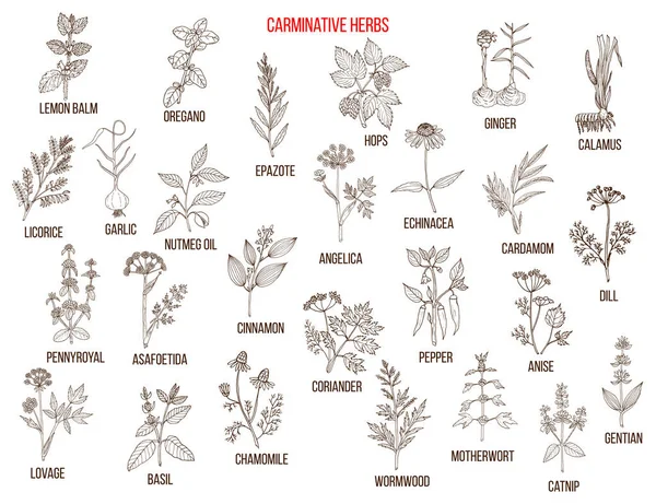 Carminative herbs. Hand drawn vector set — Stock Vector