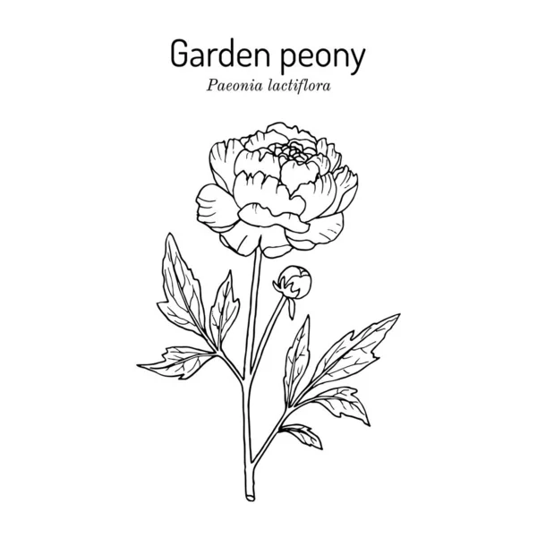 Kínai bazsarózsa vagy közönséges kerti bazsarózsa Paeonia lactiflora, Indiana állami virága — Stock Vector